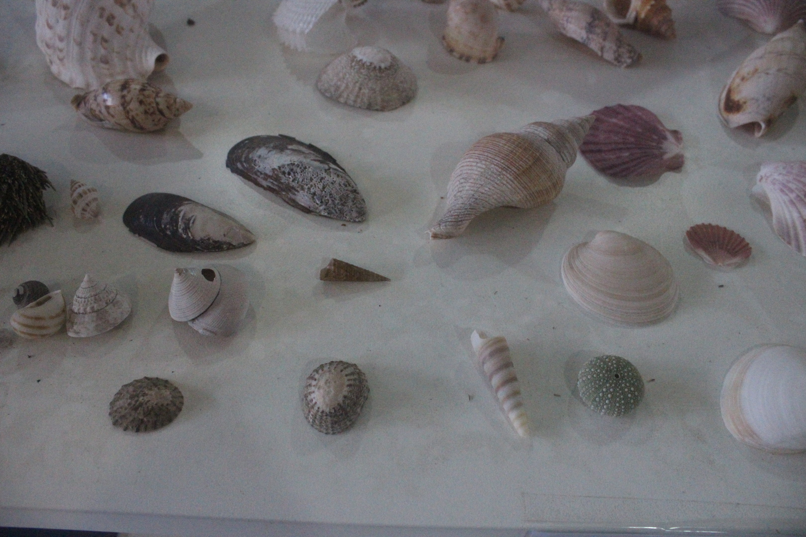 Display of remains from marine invertebrates, Wildlife Foxton Trust