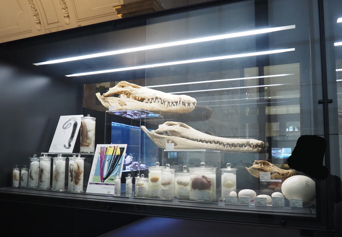 Display of reptile and egg specimens in the Taxolab, 2021-10-20
