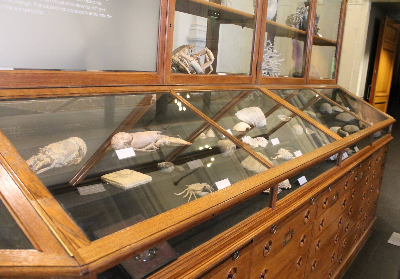 Display of sea-creatures