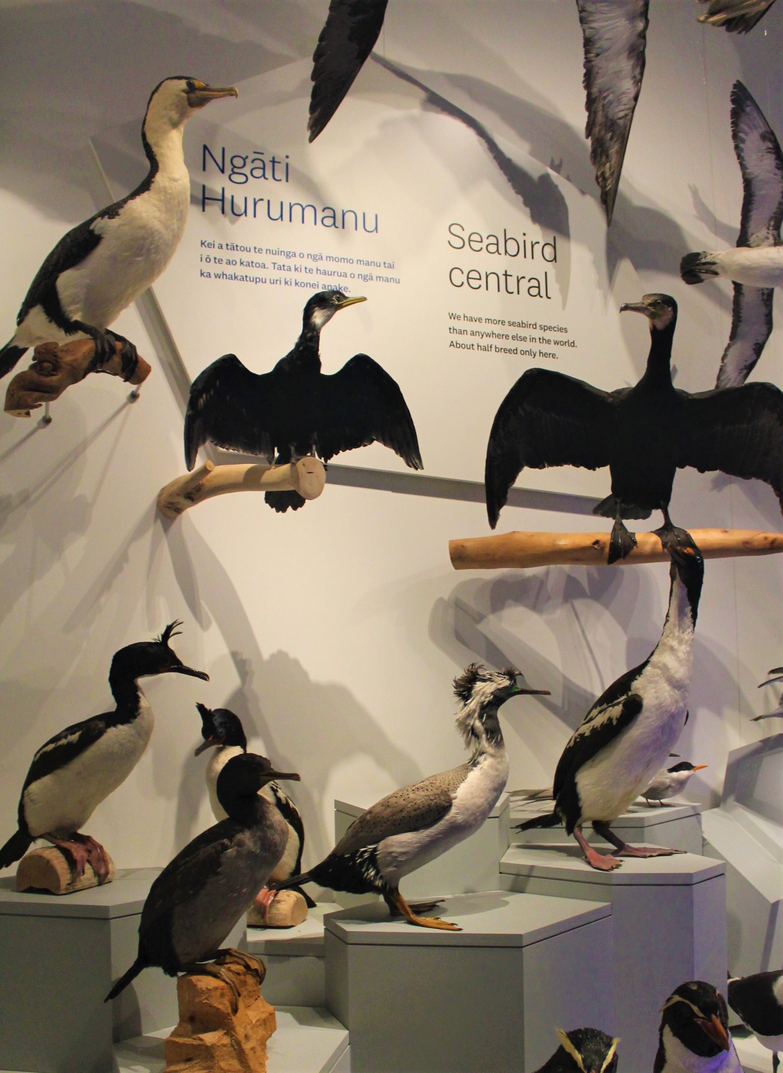 Display of some of the New Zealand cormorant species