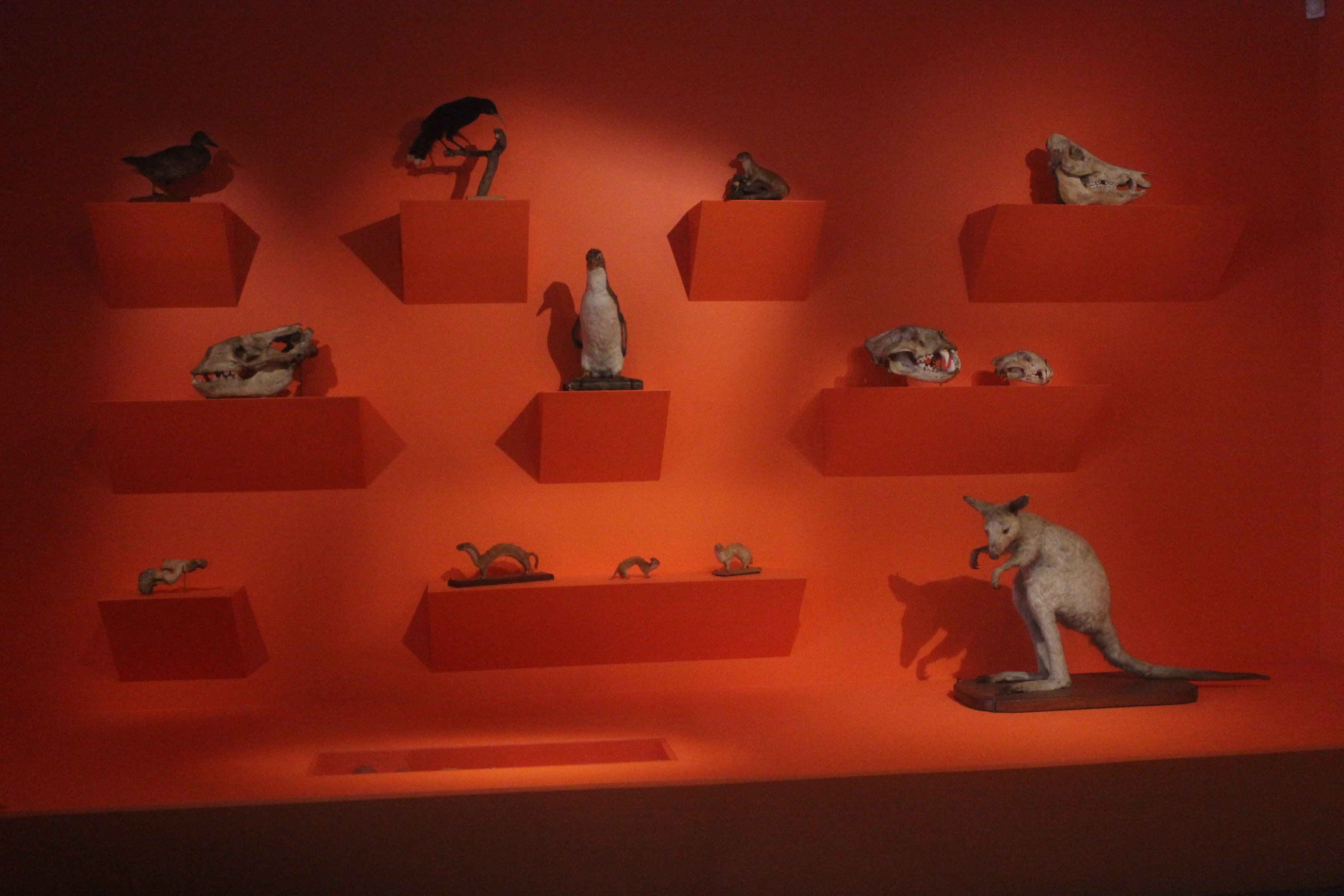 Display of taxidermy and bones, Aratoi Museum of Art & History