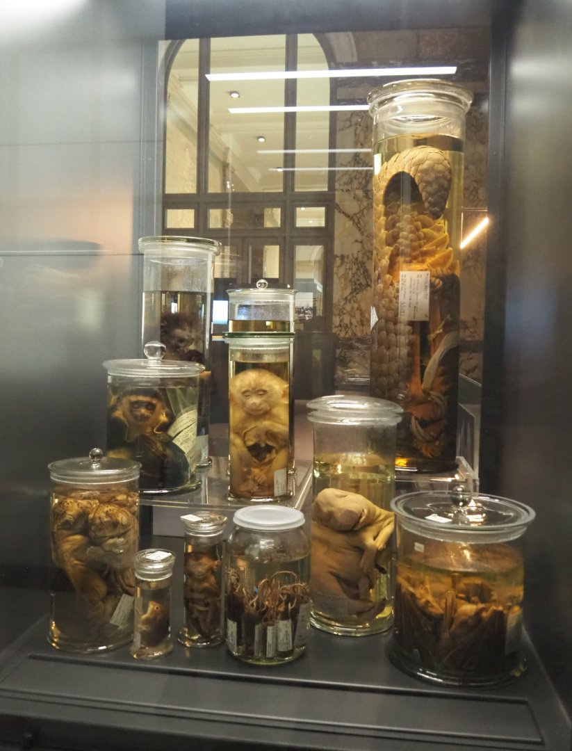 Display of wet-preserved mammal specimens in the Taxolab, 2021-10-20