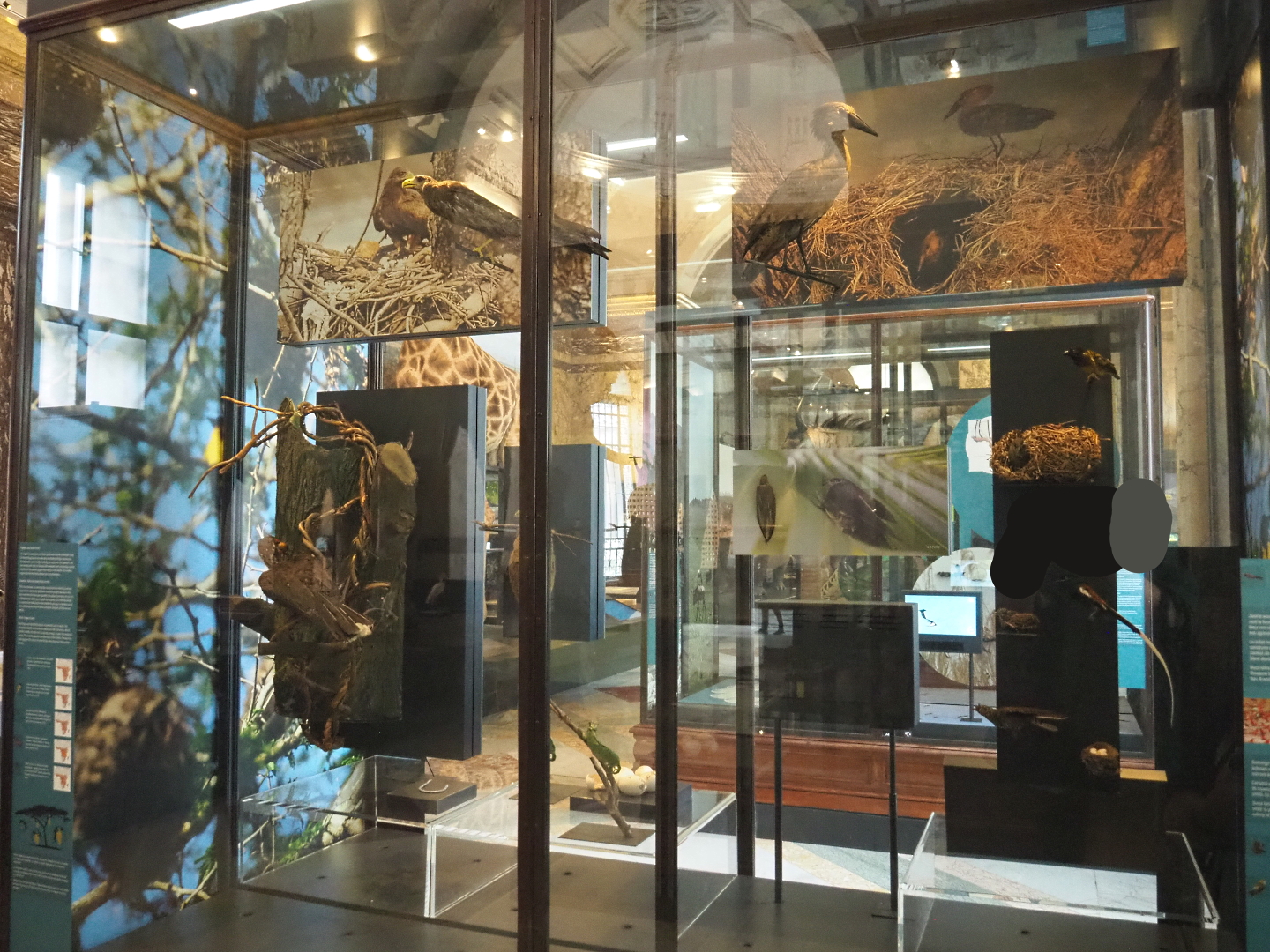 Display on birds' nests, with bird specimens, 2021-10-20