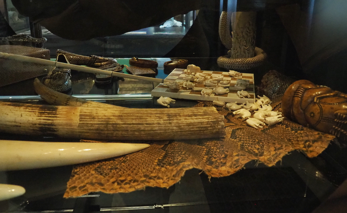 Display on CITES and illegal animal products, 2021-10-20