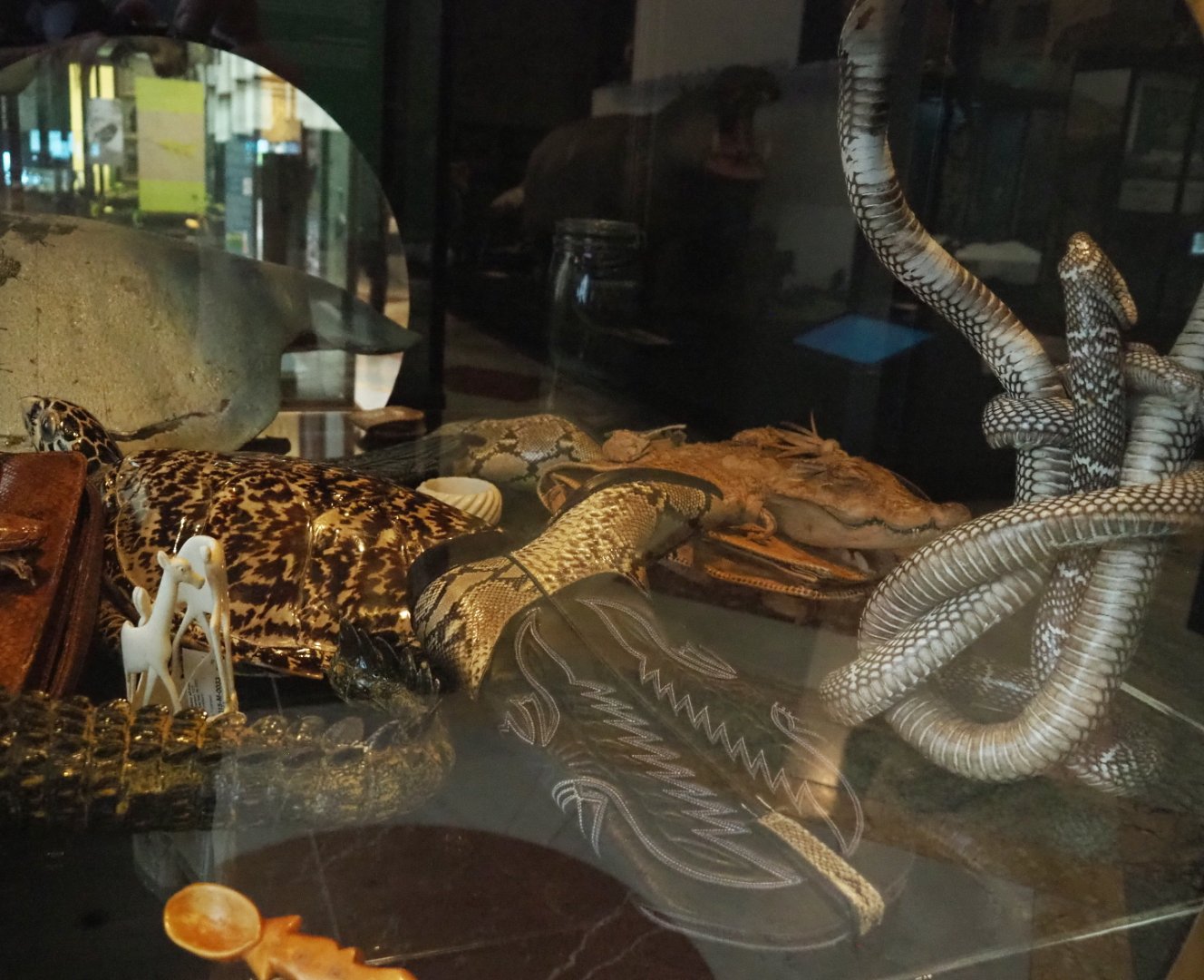 Display on CITES and illegal animal products, 2021-10-20