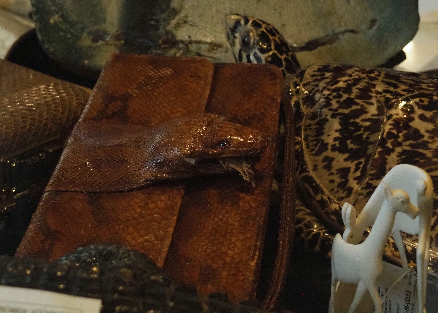 Display on CITES and illegal animal products - Python purse and Hawksbill sea turtle specimen, 2021-10-20