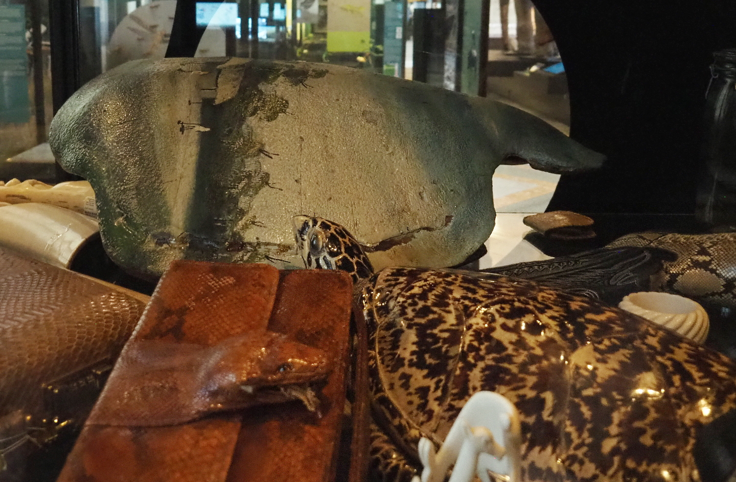 Display on CITES and illegal animal products, with python purse, Hawksbill sea turtle specimen and painted Olive Ridley sea turtle shell, 2021-10-20