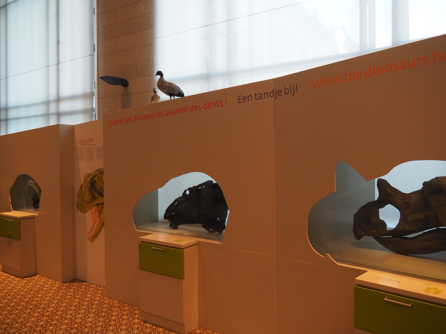 Display on dinosaur feeding techniques, 2019-12-03