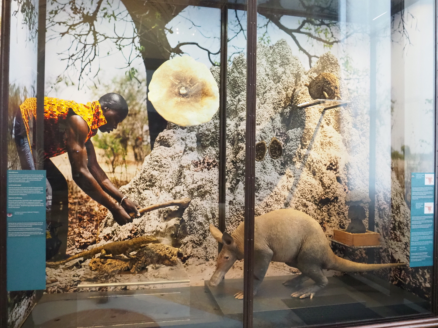 Display on the ecology and usage of termite mounds, 2021-10-20