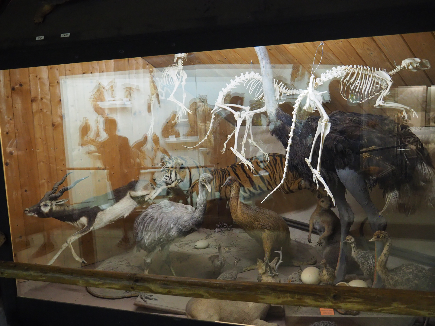 Display room with large bird and mammal taxidermy specimens and skeletons, 2019-08-04