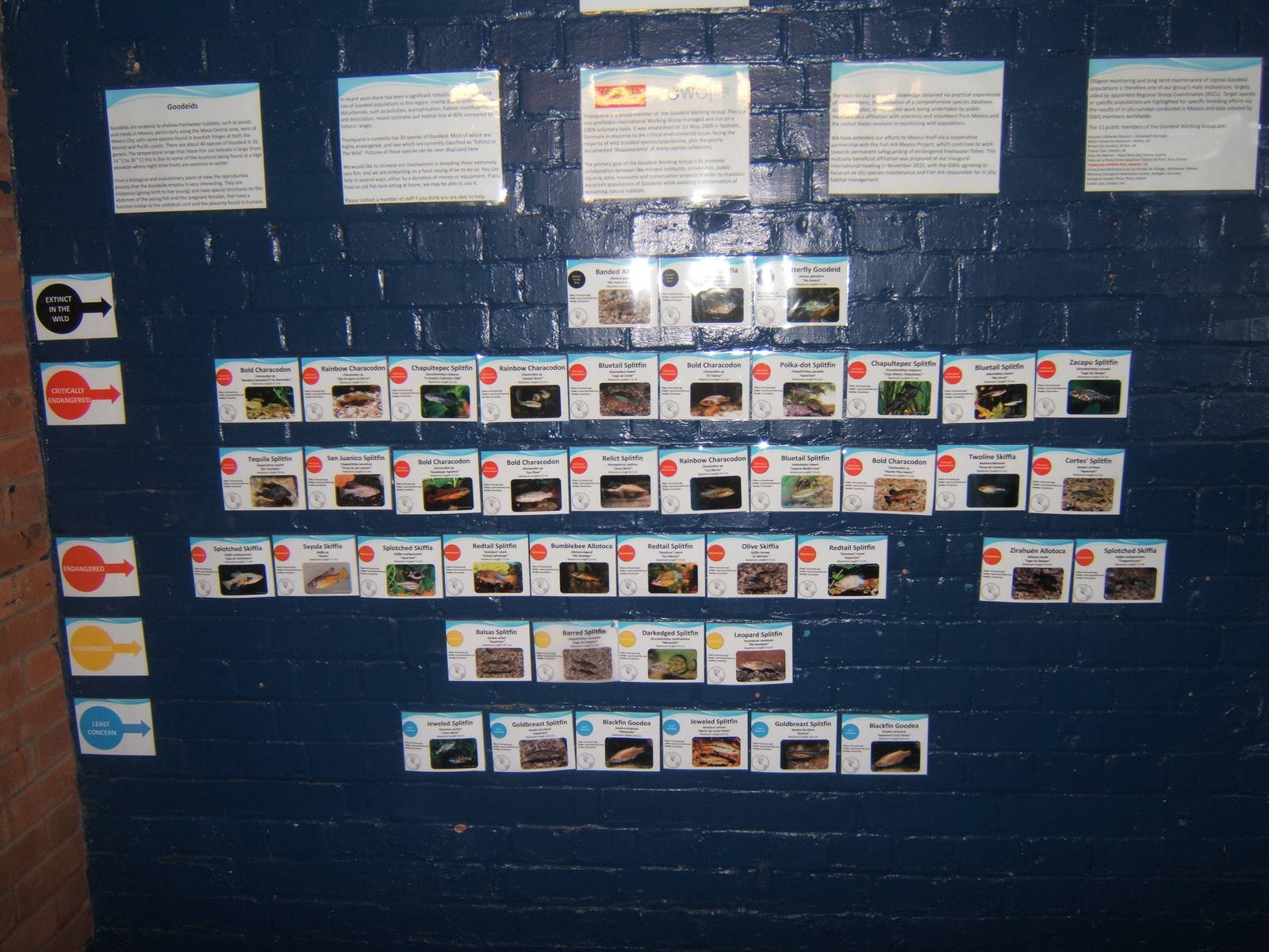 Display showing the fish species bred and what IUCN category they are