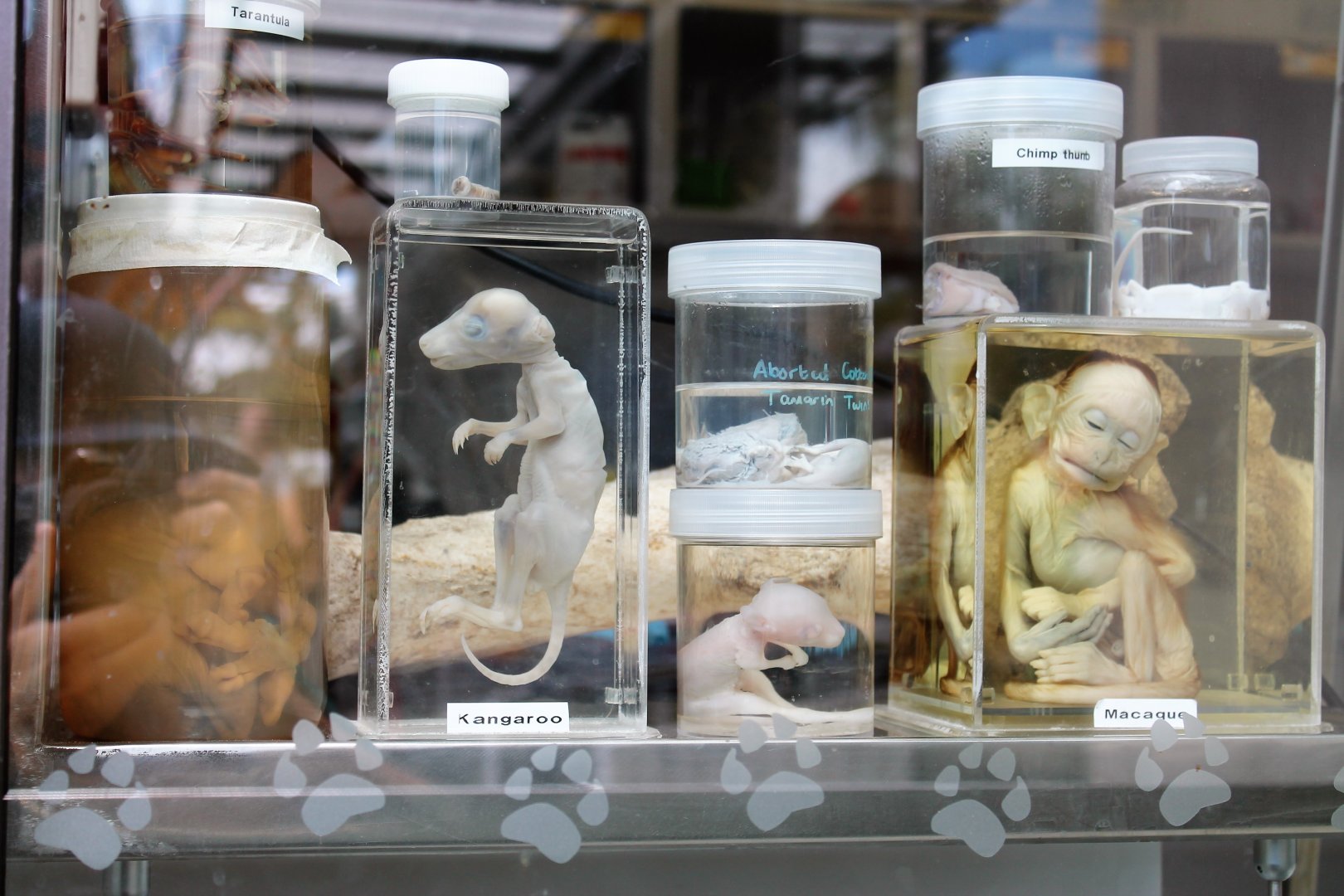 display specimens at the zoo hospital