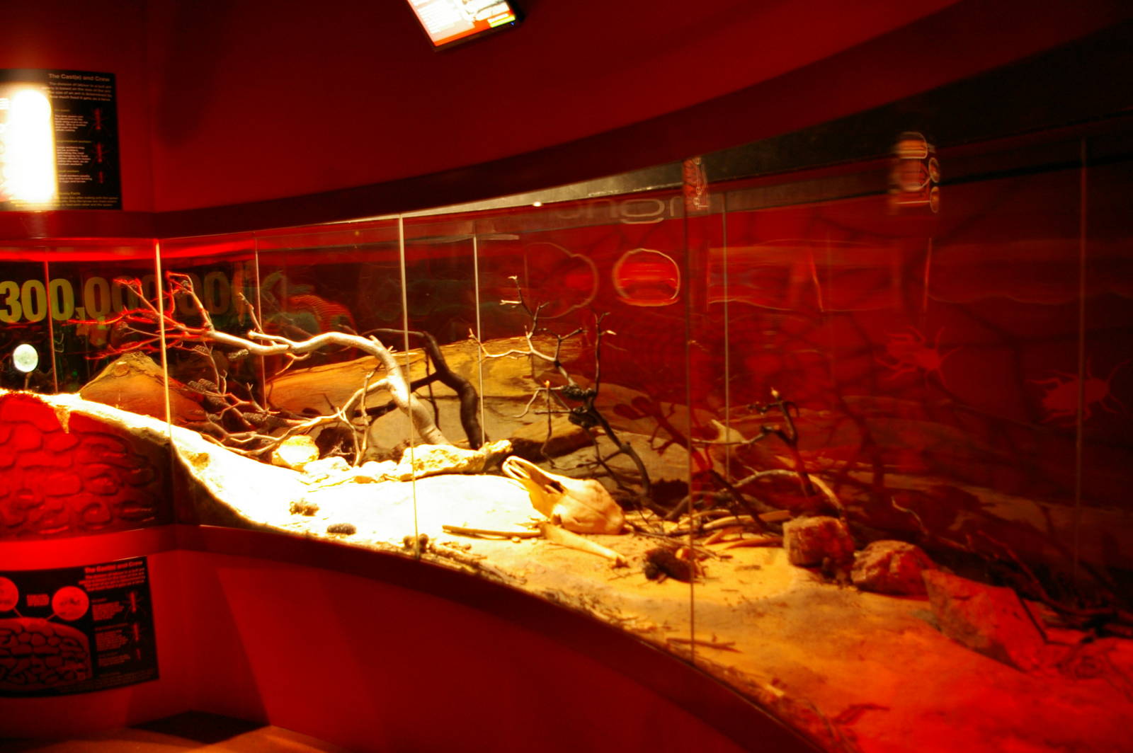 display tank for bulldog ants (Myrmecia sp.)