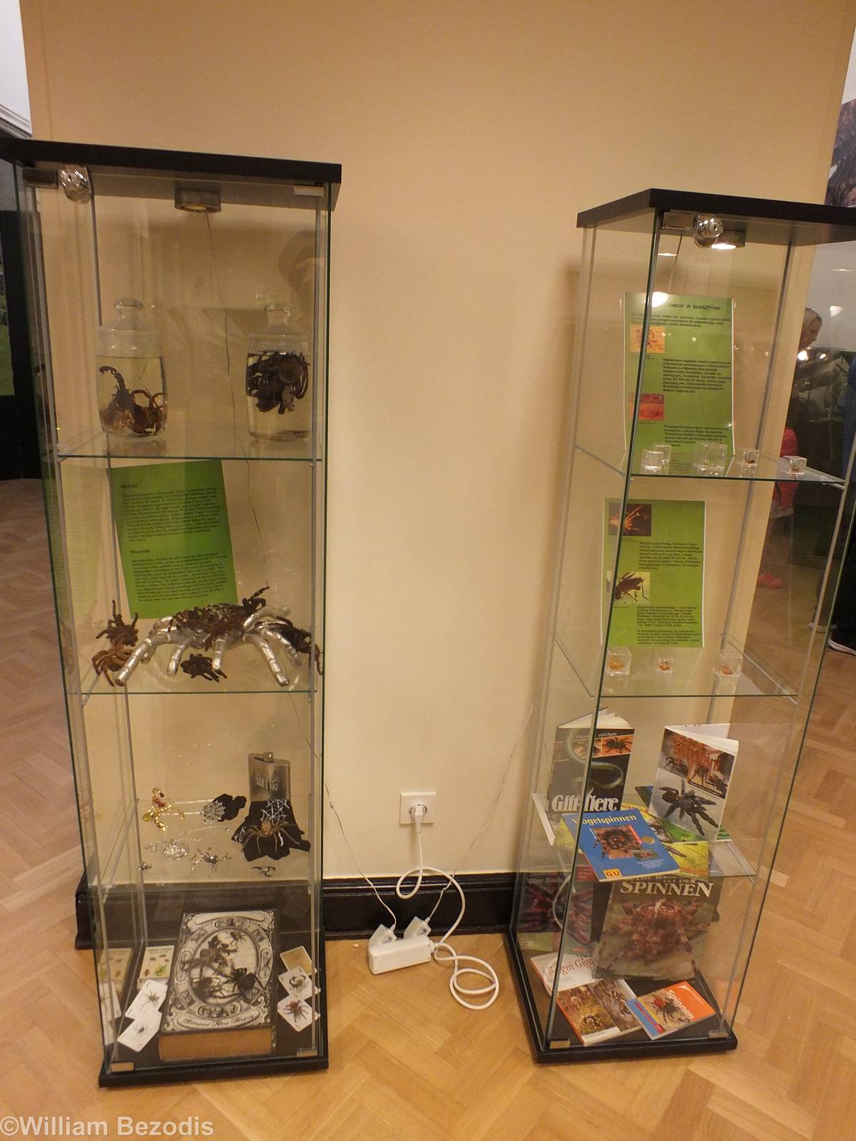 Display - 'The Fascinating World of Spiders and Scorpions' Exhibit