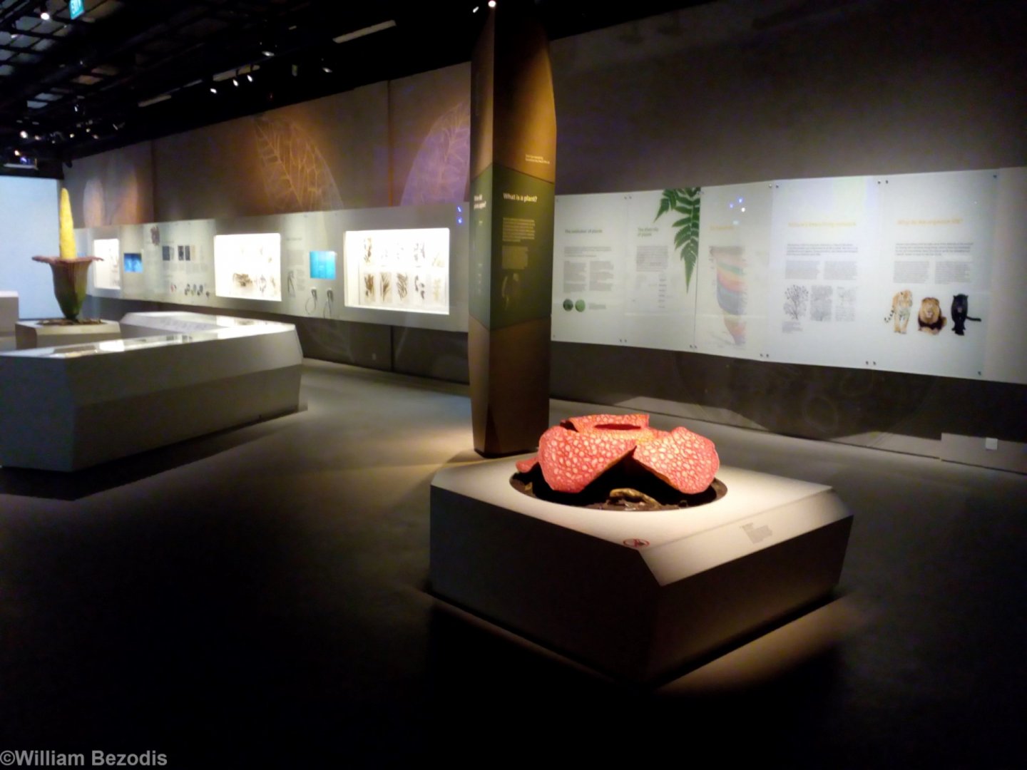 Display Upon Entry - Lee Kong Chian Natural History Museum