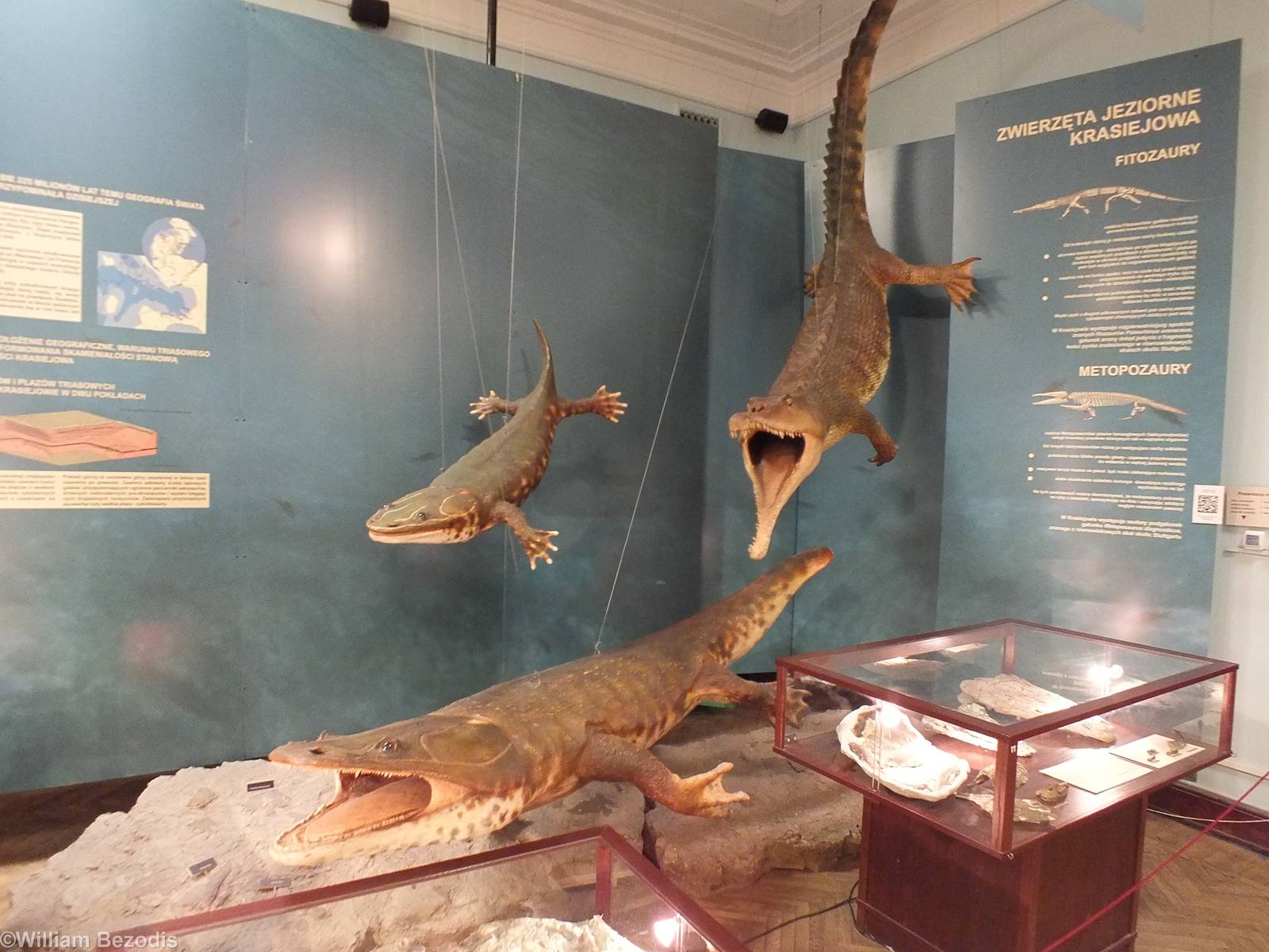 Display - Warsaw Museum of Evolution
