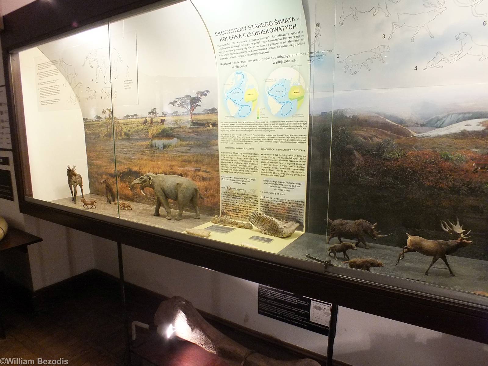Display - Warsaw Museum of Evolution