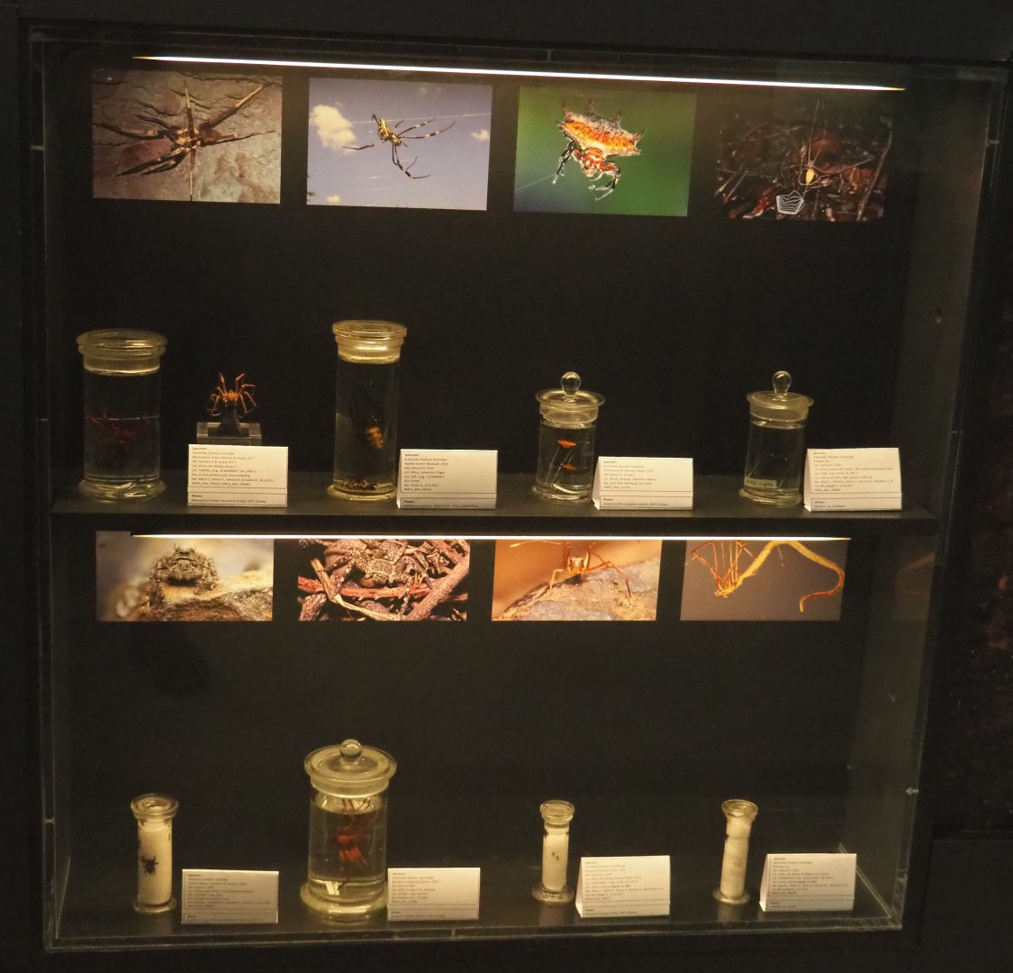 Display with Arachnid specimens in the Taxolab, 2021-10-20