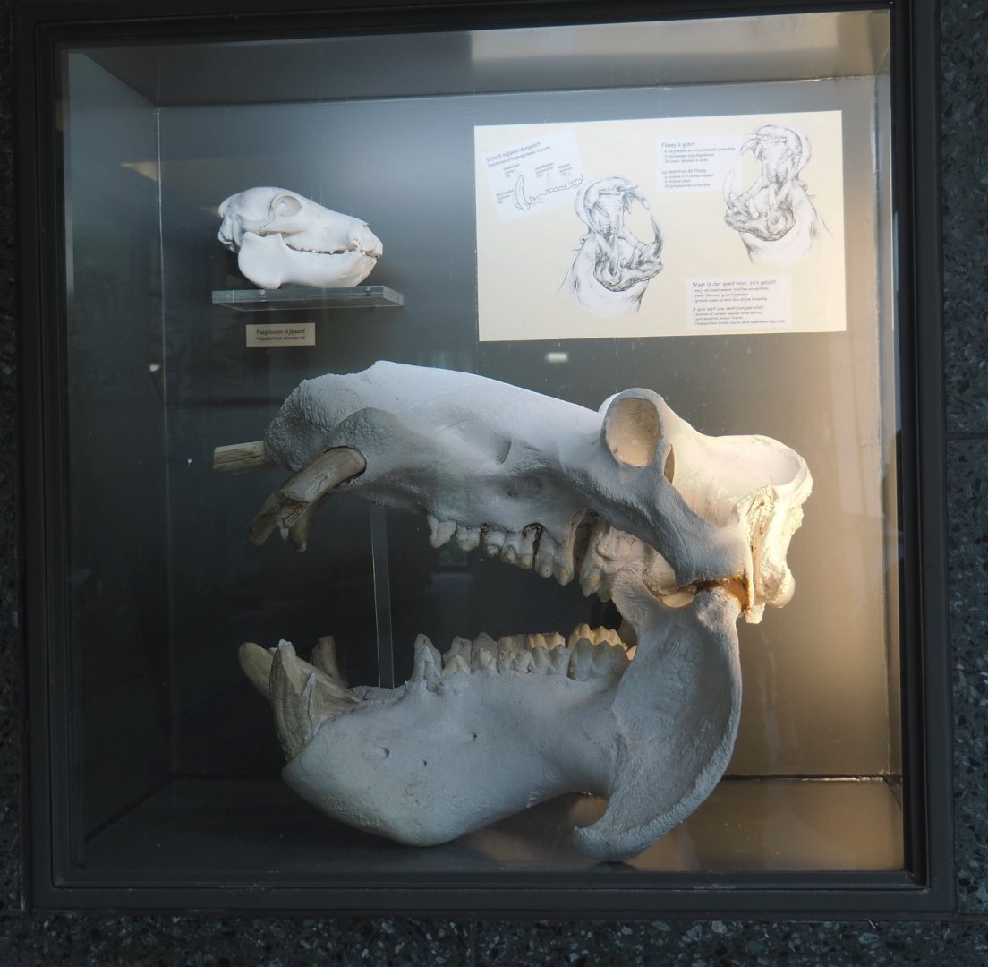 Display with hippopotamus skulls in the hippopotamus house, 2021-06-12