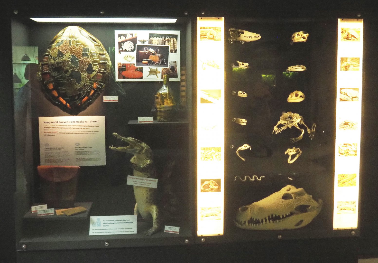 Display with impounded illegal reptile souvenirs, reptile skulls and a frog skeleton, 2021-07-17