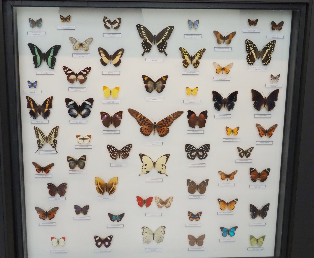 Display with Lepidoptera specimens in the Taxolab, 2021-10-20