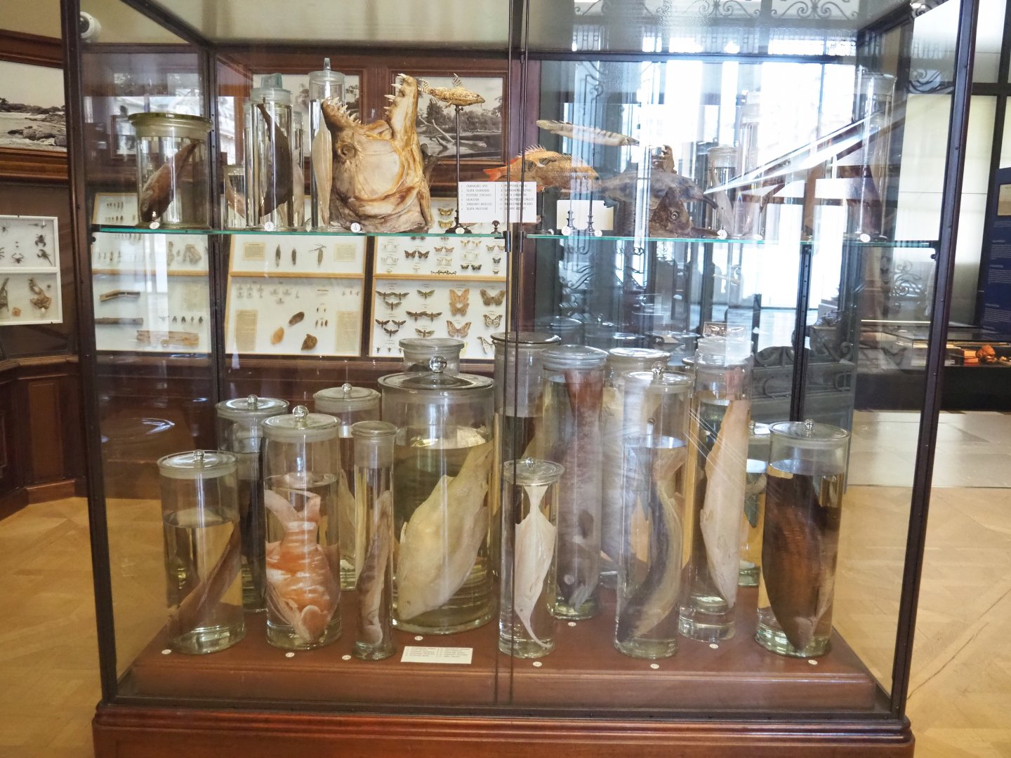 Display with preserved fish specimens, in the Crocodile Hall 2021-10-20