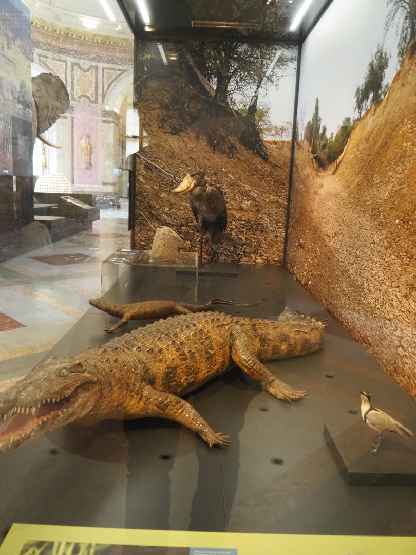 Display with river bank species, 2021-10-20