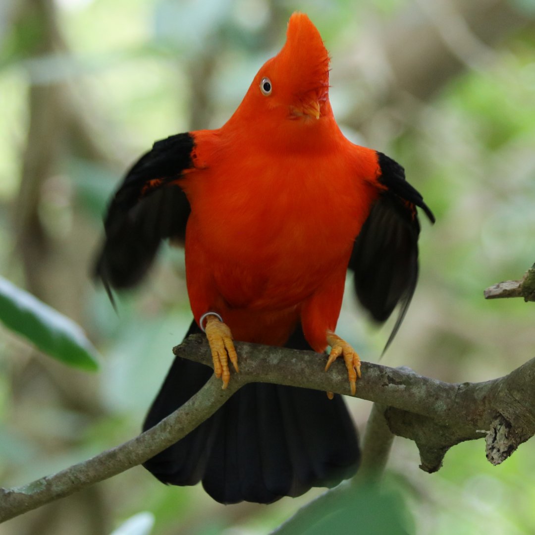 Displaying Andean Cock of the Rock