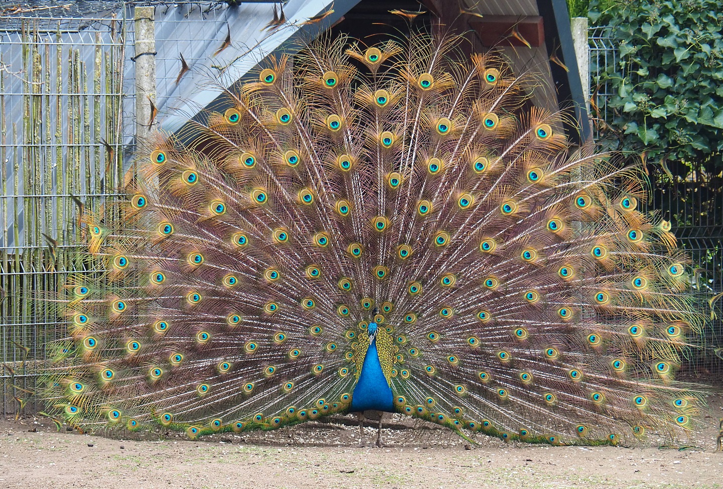 Displaying blue peafowl (Pavo cristatus), 2019-04-06