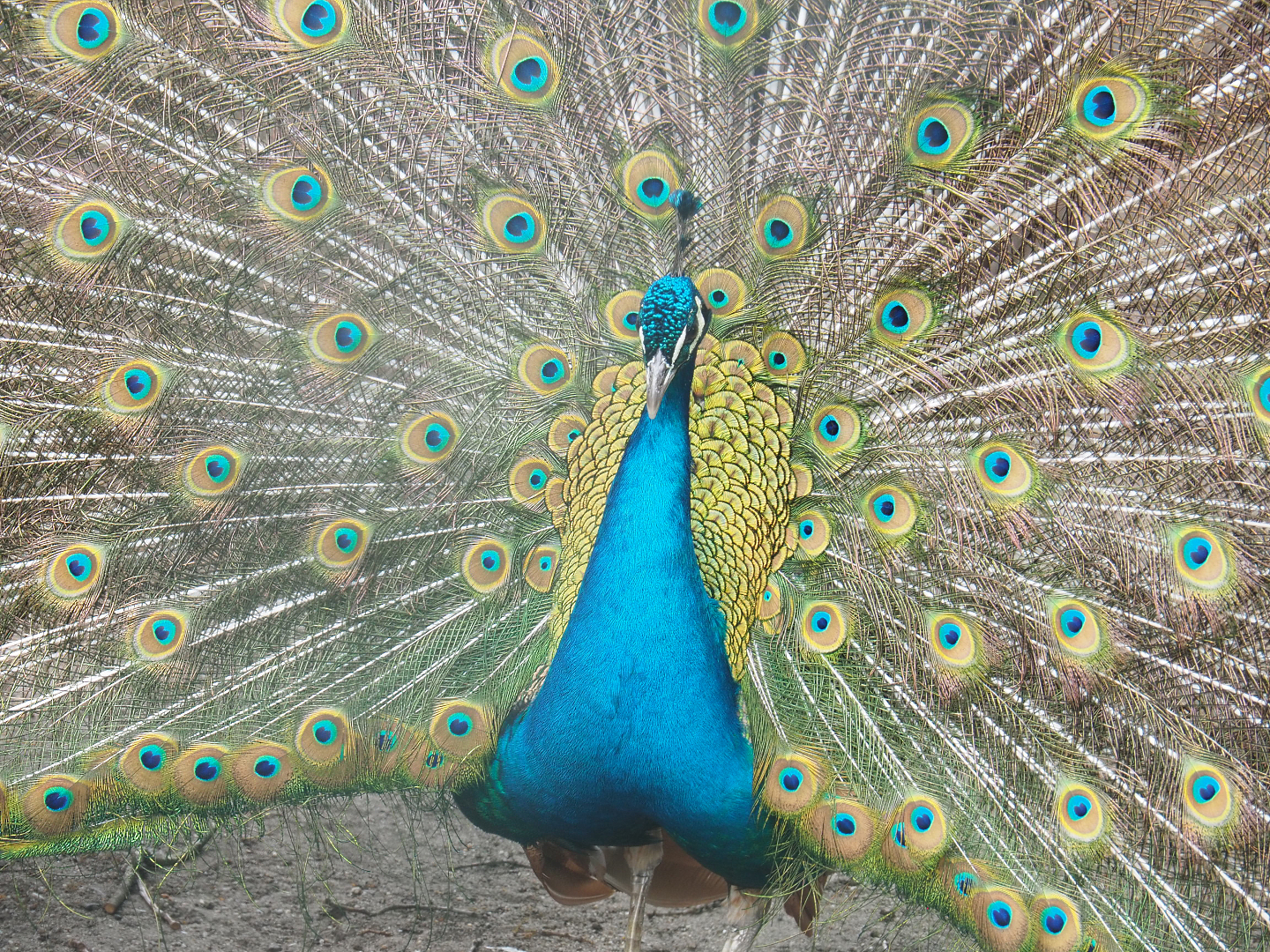 Displaying Blue peafowl (Pavo cristatus), 2022-05-17