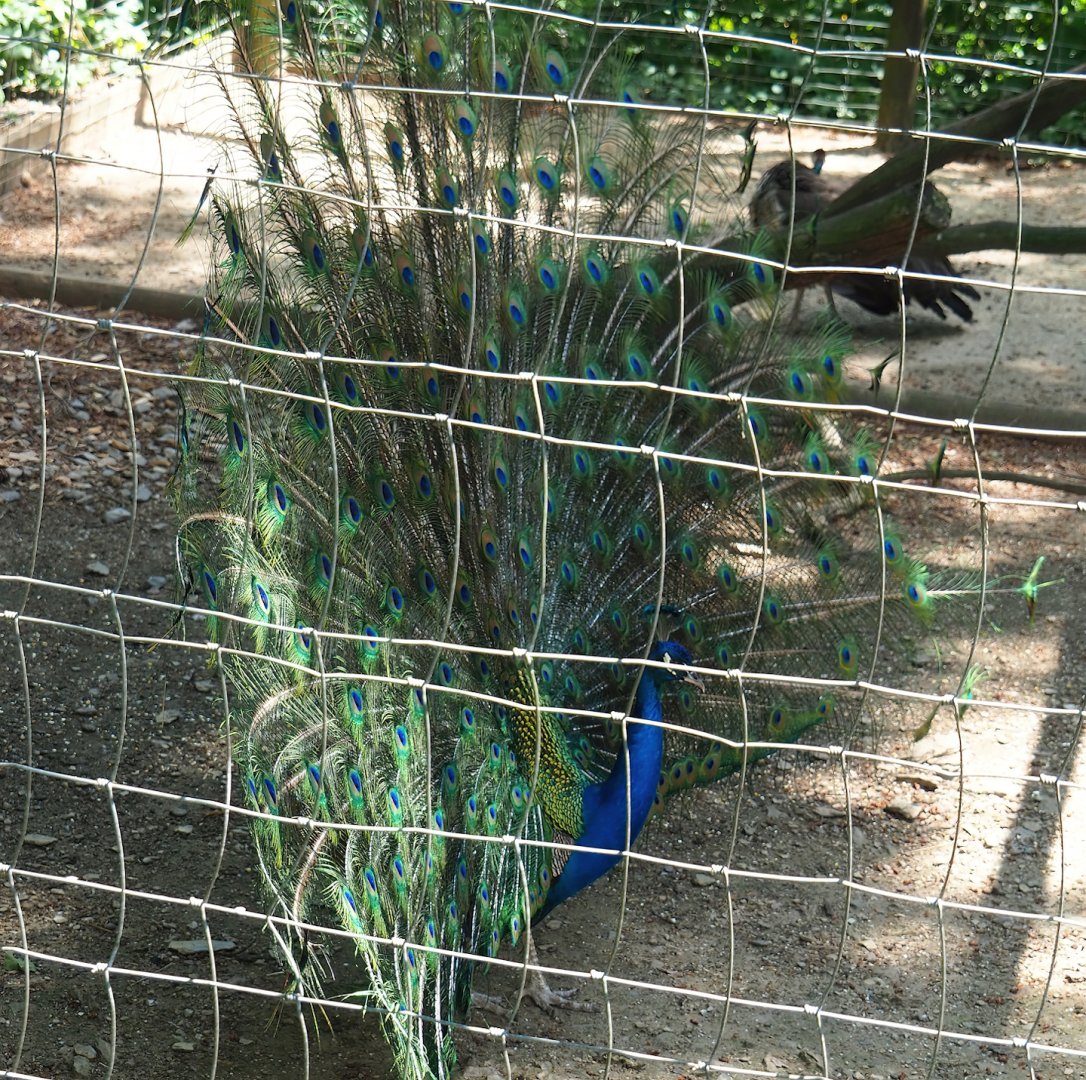 Displaying blue peafowl (Pavo cristatus), 2023-06-24