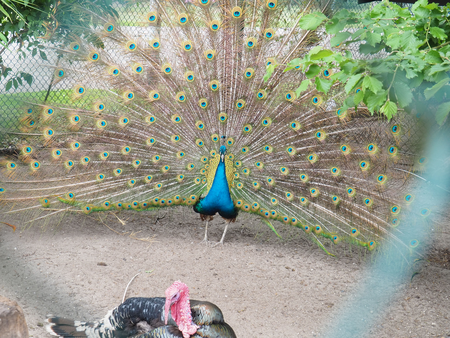 Displaying Blue peafowl (Pavo cristatus) and Domestic turkey (Meleagris gallopavo domesticus), 2022-05-17