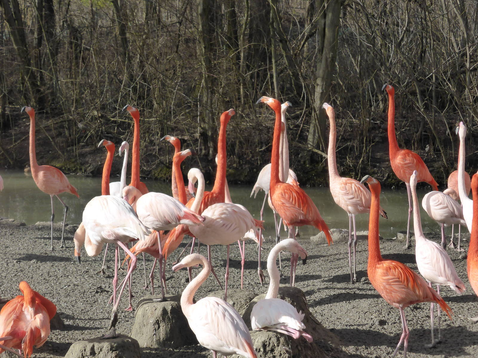 Displaying flamingos