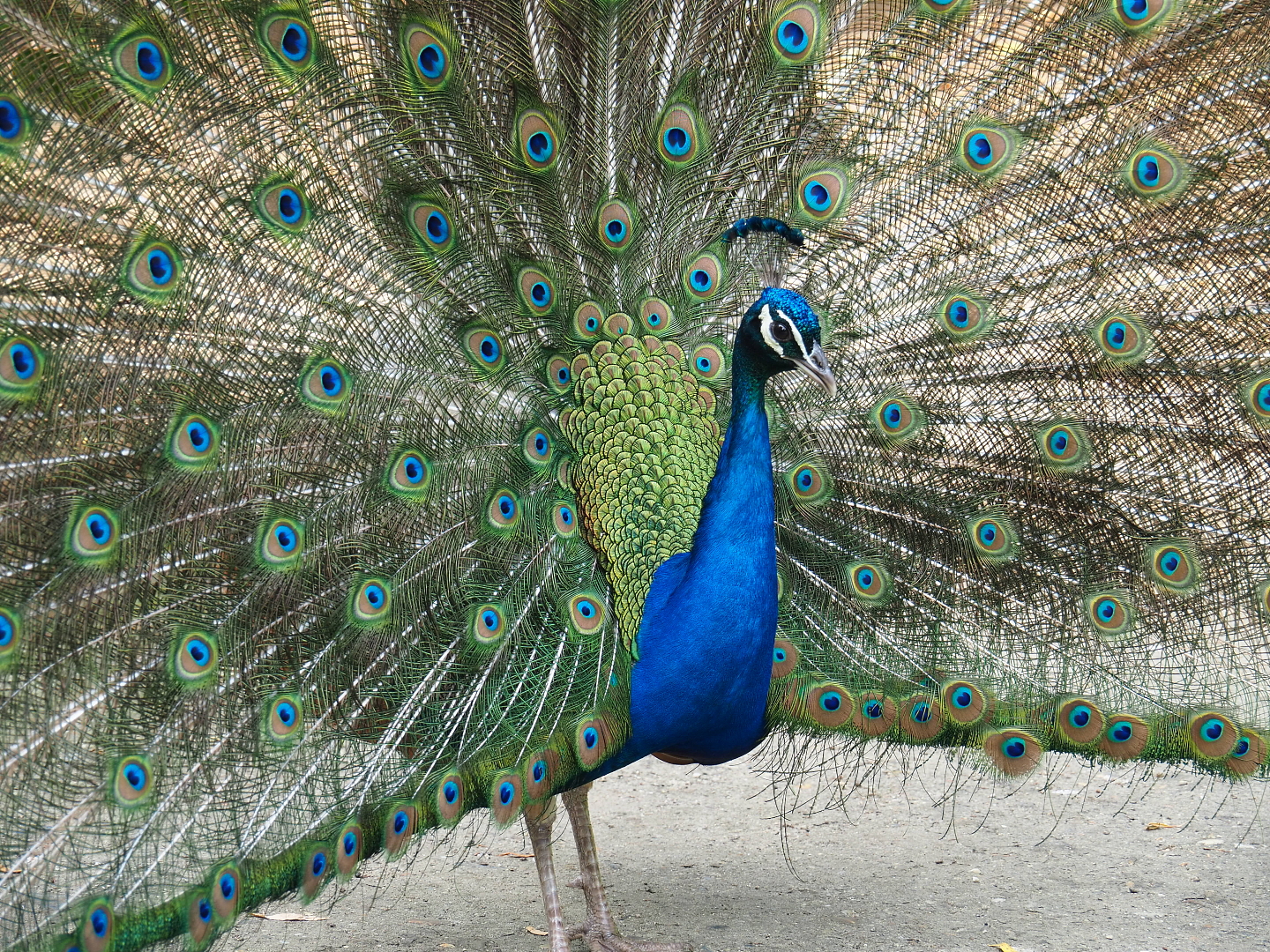 Displaying free-ranging Blue peafowl (Pavo cristatus), 2021-06-15