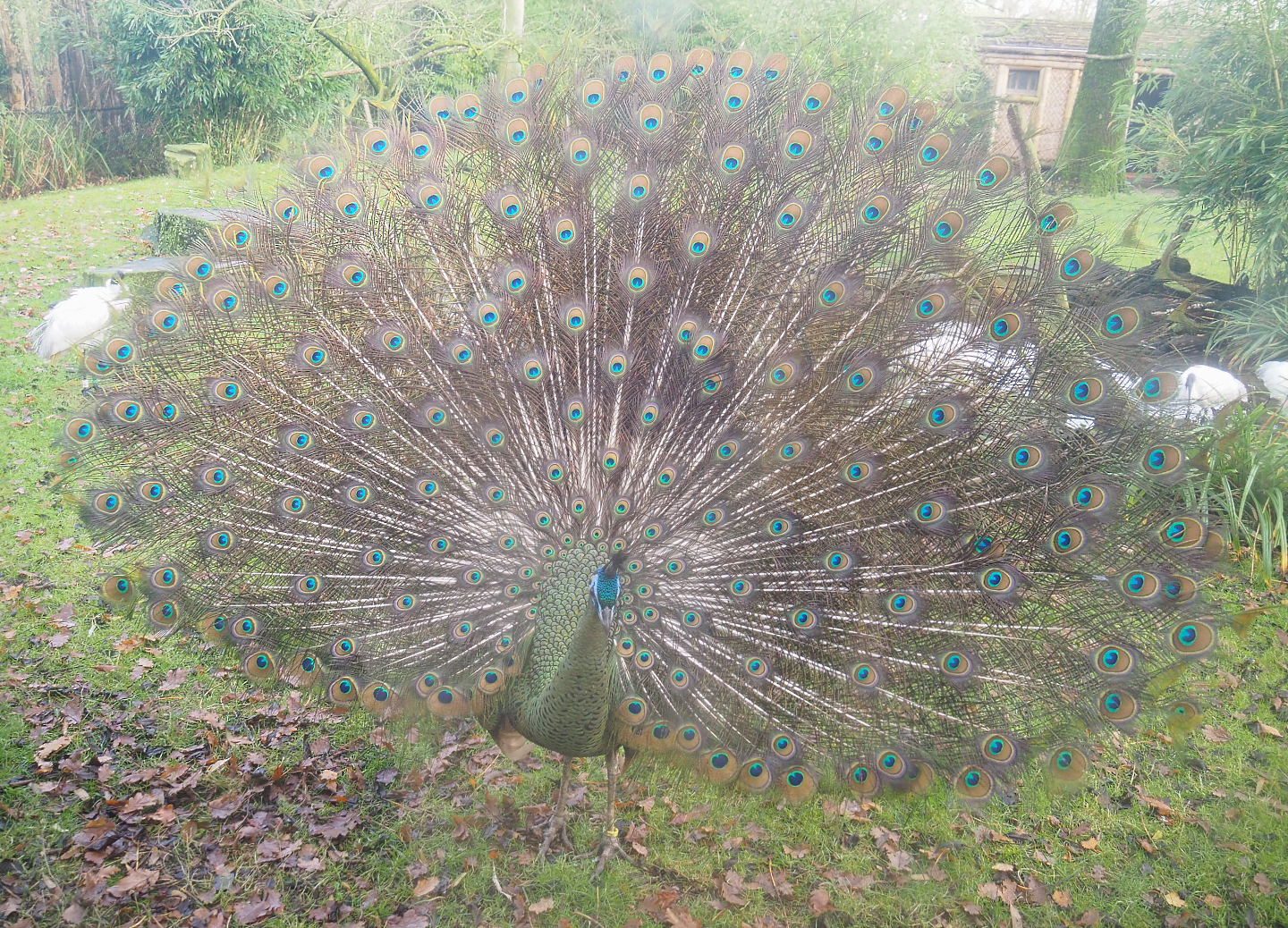 Displaying Green peafowl (Pavo muticus), 2021-12-07