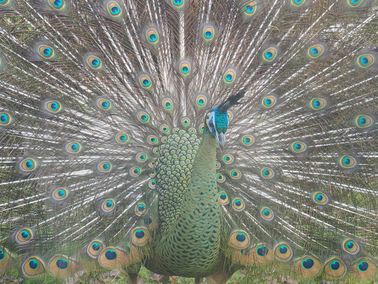Displaying Green peafowl (Pavo muticus), 2021-12-07