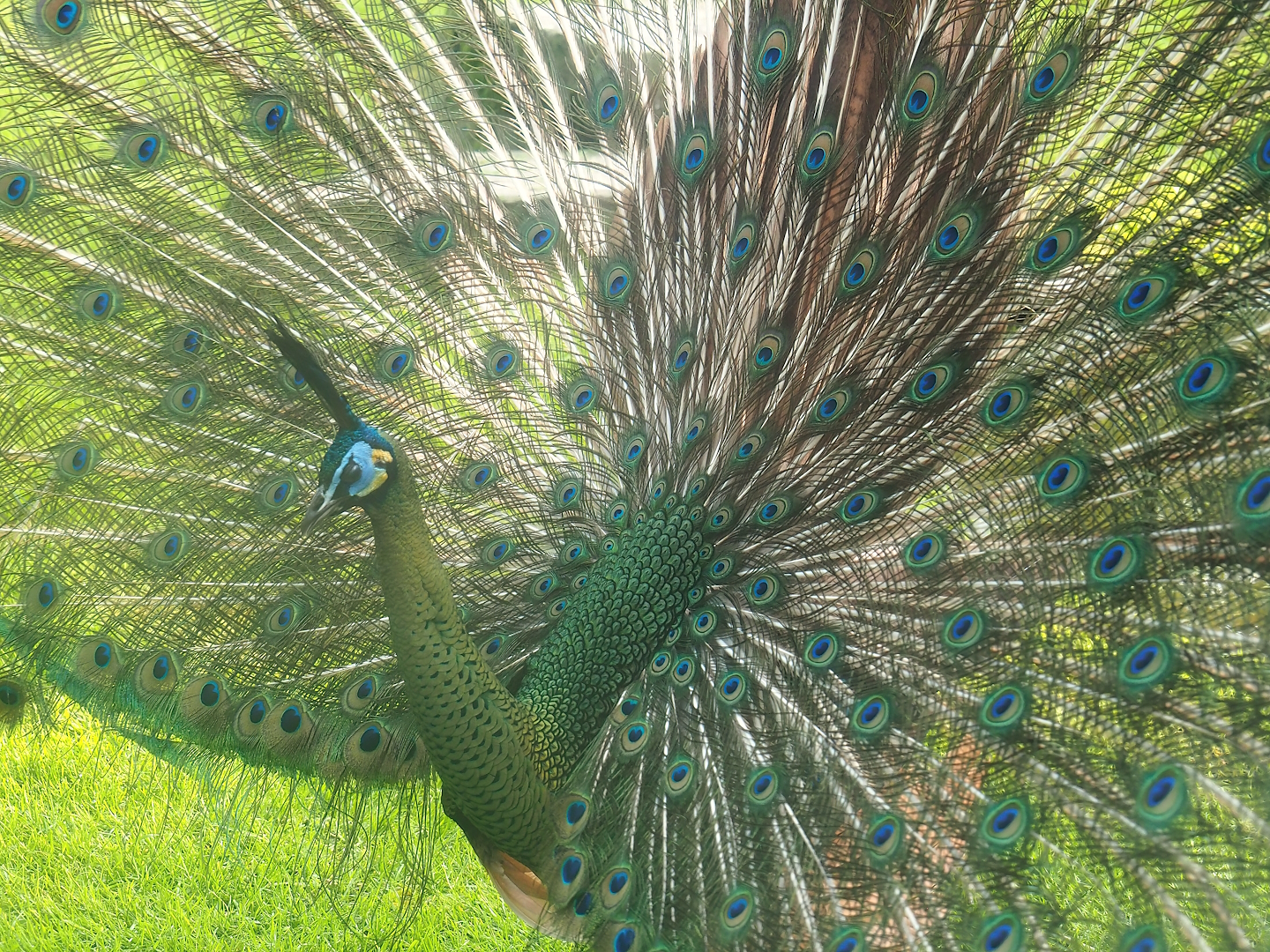 Displaying green peafowl (Pavo muticus), 2023-05-13