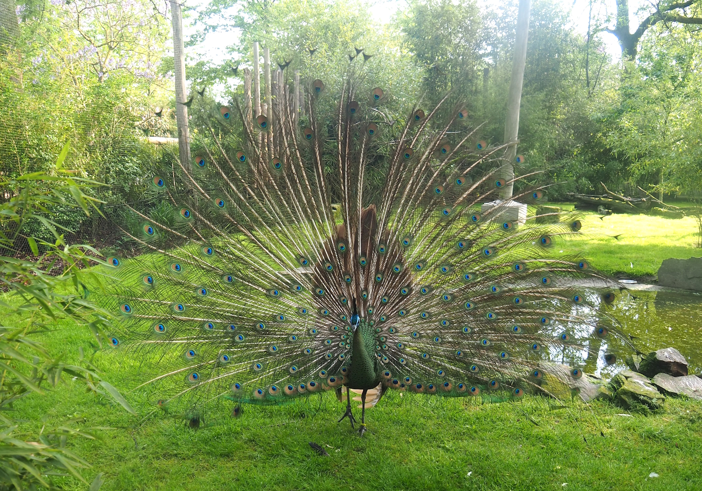 Displaying green peafowl (Pavo muticus), 2023-05-13