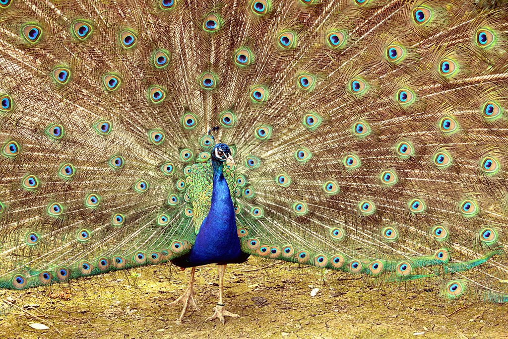 displaying Indian Peacock