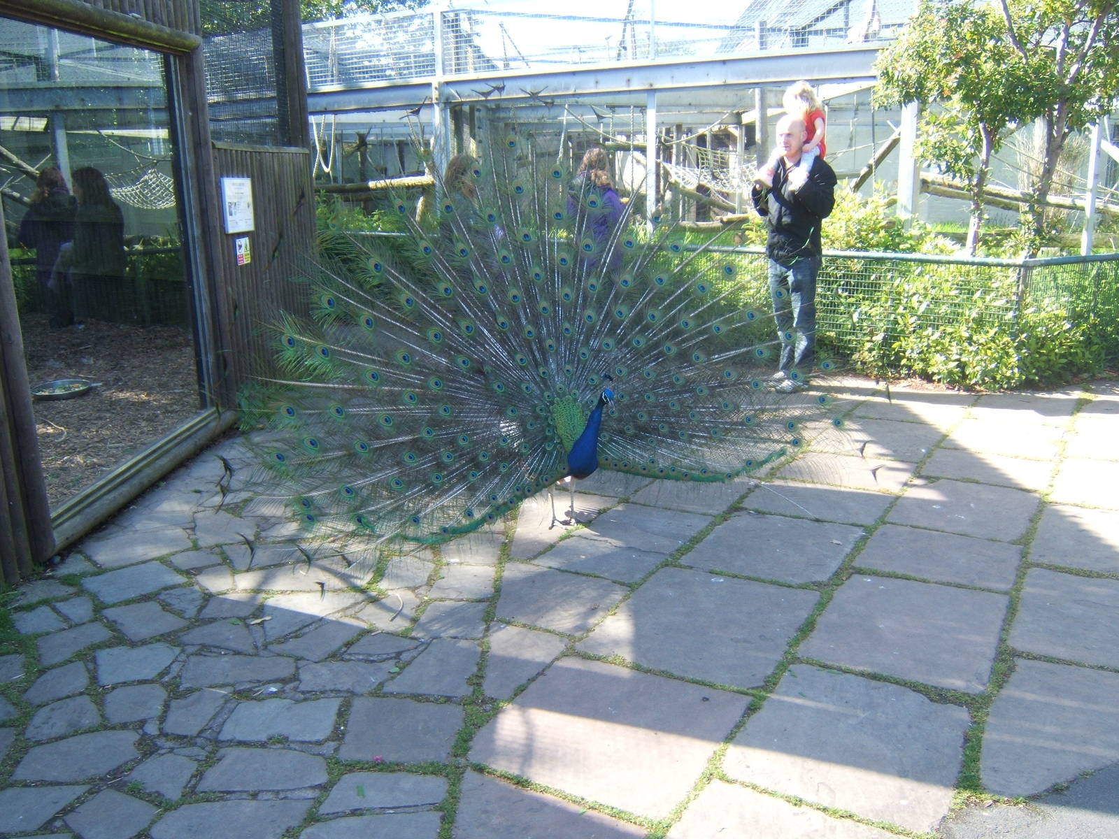 Displaying male Common Peafowl