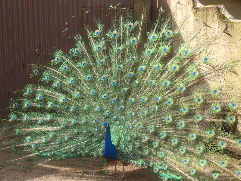 Displaying peacock