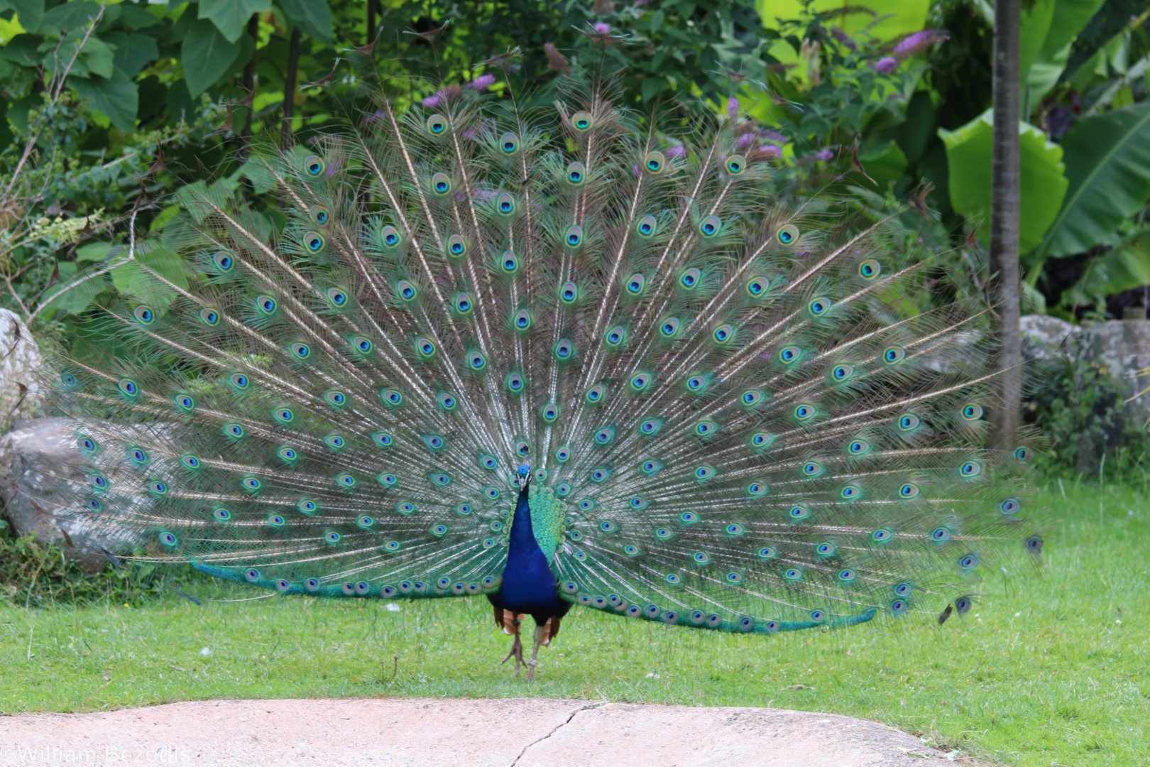 Displaying Peacock