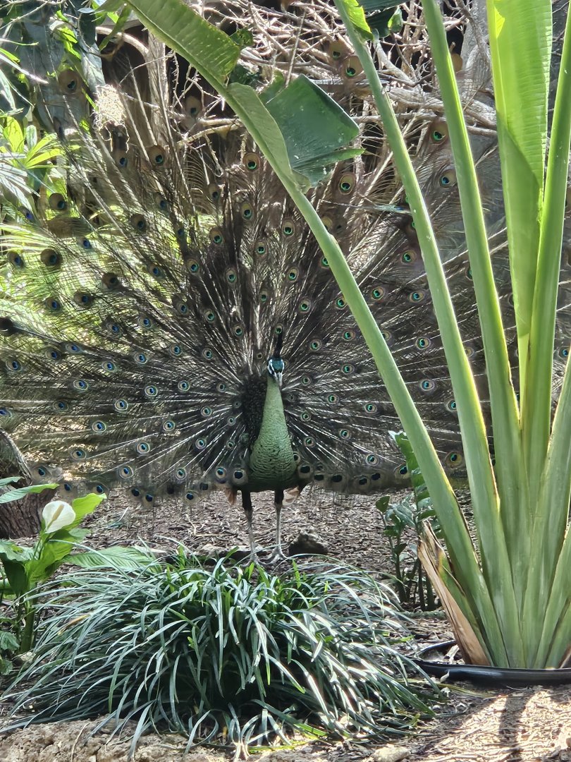 Displaying peacock