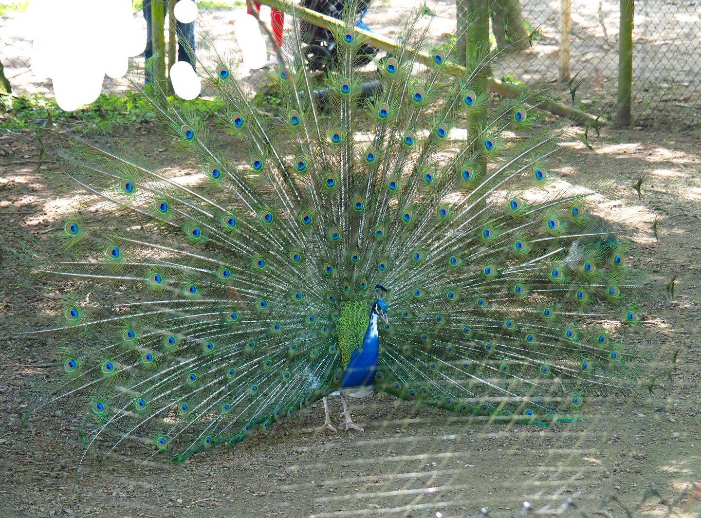 Displaying pied blue peafowl rooster (Pavo cristatus), 2021-05-29