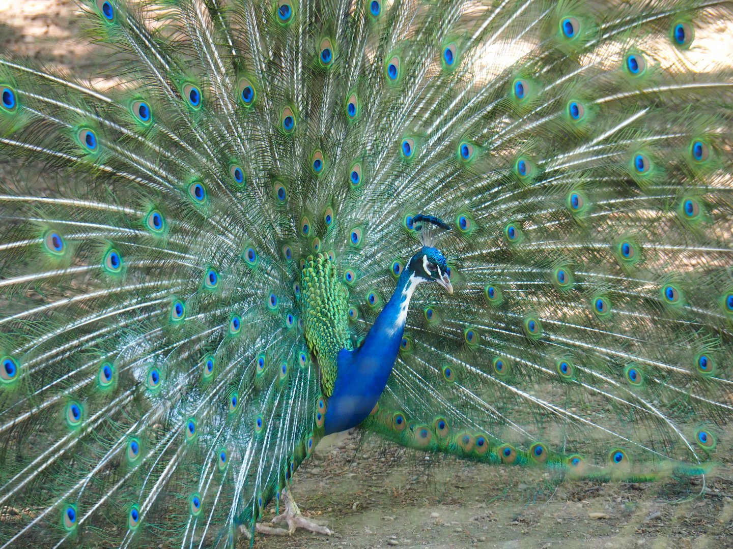 Displaying pied blue peafowl rooster (Pavo cristatus), 2021-05-29