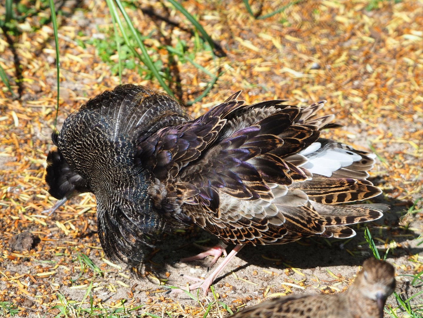 Displaying Ruff (Calidris pugnax), 2022-05-26