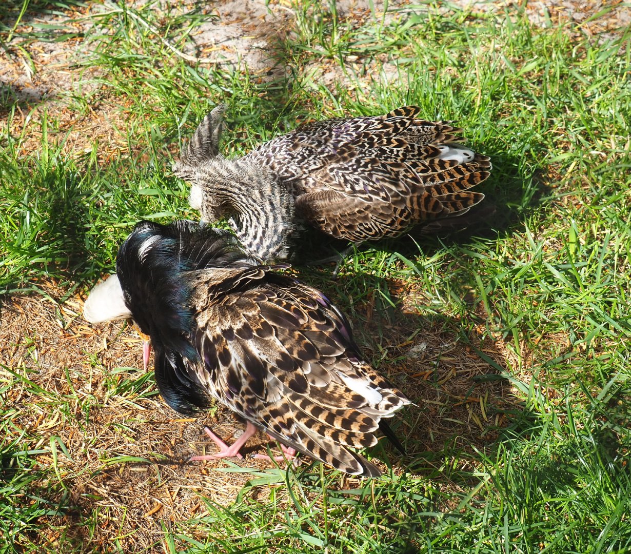 Displaying Ruffs (Calidris pugnax), 2022-05-26