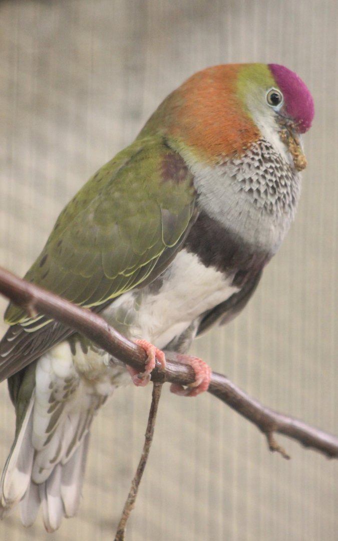 Displaying Superb fruit-dove - male