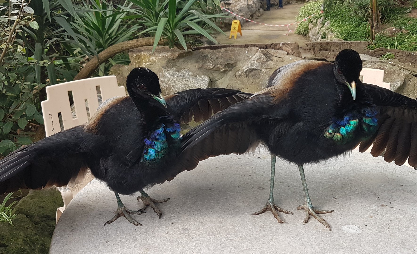 Displaying Trumpeters