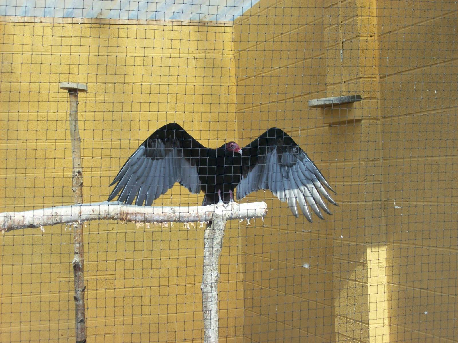 Displaying turkey vulture